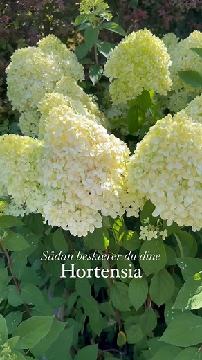 Susan Østdahl on Instagram: "ALT om beskæring af hortensia ⬇️ 🌺✂️ I vores have er der ikke mindre end seks forskellige sorter af hortensia, og nu er det tidspunktet for beskæring. Gem opslaget. 🏷️ ✂️ Eller.. Det er faktisk ikke nødvendigt at beskære. Så hvis du ikke orker, kan du blot stoppe med at læse. Men hvis du ønsker kraftfulde og store blomster i år, eller at foryngre planterne - så skal du helt sikkert igang med at beskære dem. ✂️ Enten beskærer man i efteråret eller foråret. Jeg beskæ