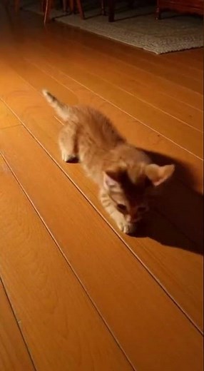Tiny Orange Tabby Pounces on Its Own Shadow! 😂🐾#Short