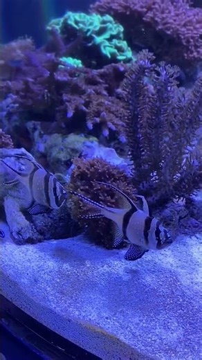 Relaxation! Mesmerizing fish