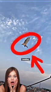 4.4M views · 24K reactions | pigeon landing ️ the animal hub #pigeon #kabootar #kabutar #kabootarbazi | the animal hub | Facebook