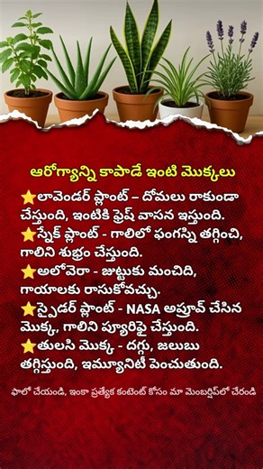 Best Indoor Plants for Home | Improve Air Quality, Health & Mood Naturally