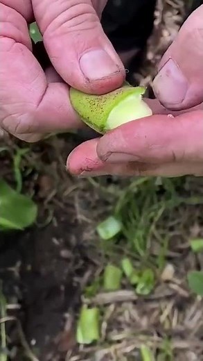 Sowing broad beans step by step: Don't miss the date.