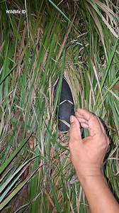 Big bird sleeping #birds #Amazing #fyp #nature #viral #reels | Maduro Creator