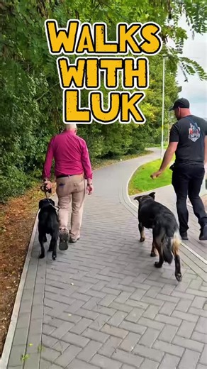 Luk helped this young Labrador overcome his reactivity! #tactipup #mydognutrition #dogtrainingtips #dogtraining #petlovers #petfriendly #jtac #chichesterbusinesses #workinglinegermanshepherd #protectiondogtraining #fyp #thegooddogguide