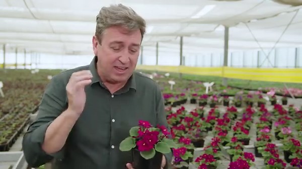 🌸🌿 Trevor Explores African Violets at the Australian Horticultural Trials Week 🌿🌸 Trevor heads to Victoria for the Australian Horticultural Trials Week, where top nurseries, like Haar’s Nursery, showcase the best new plant breeds for Australian gardens. This event unveils the results of years of breeding excellence, and industry pros get a sneak peek at future plant varieties! Haar’s Nursery in Somerville is at the forefront of innovation, using ebb and flow benches for efficient watering, r