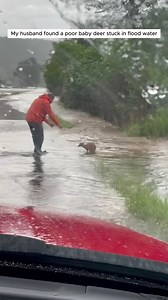 I rescued a drowning baby deer and my dog adopted it #animals #rescueanimals #animalsoftiktok #animallover #deer | Animals TV