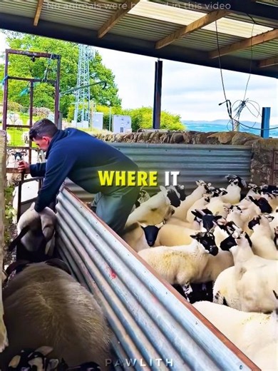 Sneaky Little Lamb 🐑 #lamb #funnyanimals #farm #shorts #usa