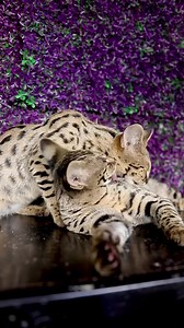 F1 & F2 savannah kittens ready to go to their forever families❤️ | F1 Savannah Kittens