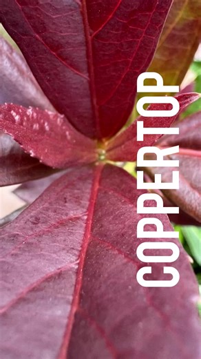 New to gardening? Meet Copper Top—the viburnum that’s tough, easy to grow, and absolutely gorgeous! Its fresh leaves glow with burgundy-bronze tones, and it thrives in sun or partial shade. Perfect for any garden! Who’s adding this beauty to their yard? #easygardening #redviburnum #eckardsgarden #screeningplant