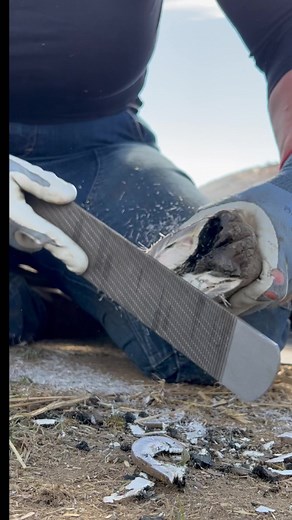 Rasping donkey hoof. Part 2 to last video. Same hoof. Donkey is down under anesthesia. #donkeyhooftrimming #donkeytrimming #donkeyfarrier #donkey #donkeylove #donkeycare #diydonkeytrimming | Holistic Hooves by The Donkey Farrier