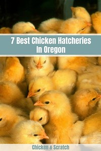 5 Best Chicken Hatcheries in Oregon 2025 (Reviews & Maps)