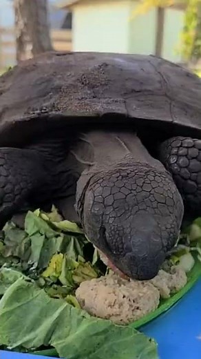 Gopher Tortoise Success Story: Meet Crash
