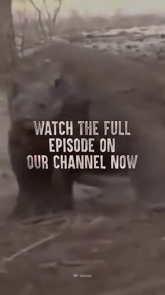 Surviving a Komodo Dragon Attack