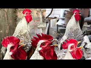 Roosters crowing compilation | Sounds of roosters