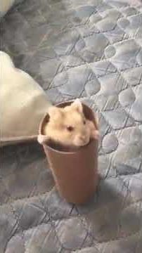 HAMSTER EXPLODING IN A TUBE
