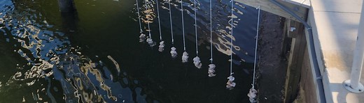 Vertical Oyster Gardens and You! - UF/IFAS Extension Pasco County