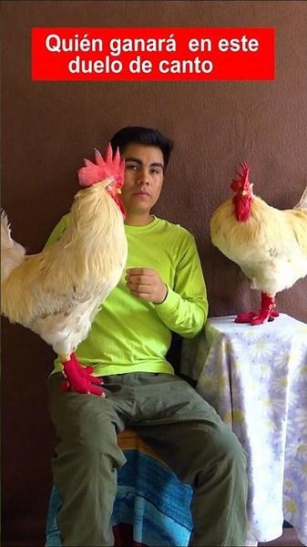 Roosters crowing - Lino 🆚 Claudio #roosters #rooster #LinoTheRoosterWithBoots