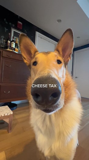 Funny Dog Reacts to Cheese Tax Dance Meme