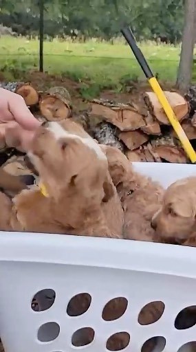 Are these enough puppies? 🐶 | Hidden Acres Puppies