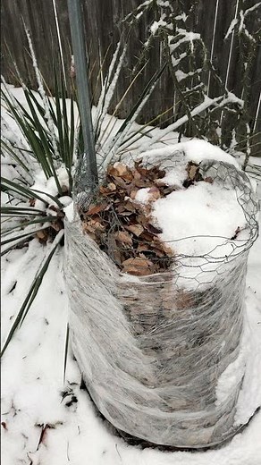 Coast Redwood (Sequoia sempervirens) winter protection in zone 6b Massachusetts.