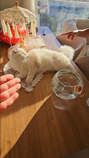 Balıklarınızı kedimi yedi yoksa.#shorts