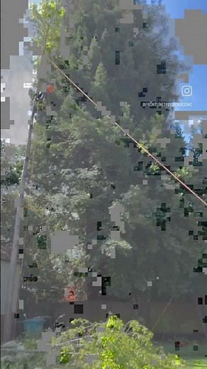 Safe Tree Removal in San Jose – Frontline Tree Service In Action
