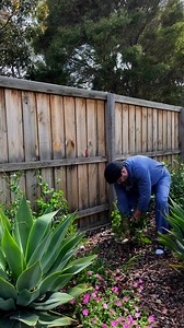 No need for a green waste bin | Sooshi Mango