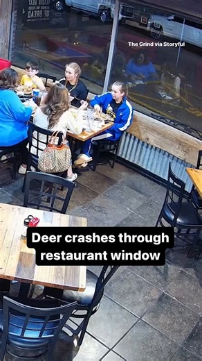 112K views · 1.4K reactions | A deer unexpectedly crashed through a restaurant window in Martin, Tennessee, causing chaos as startled waitstaff fled the scene. A teenager near the window suffered a gash to her shoulder from the hoof of the deer and received 11 stitches at a nearby hospital due to the shattered glass. | CBS News | Facebook