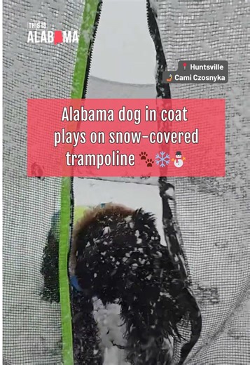 Lucy is glad Alabama spring took a detour ❄️🐾 #snow #snowday | Alabama