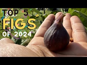 Top 5 Fig Tree Varieties of 2024: Our BEST Figs of the Year for Zone 6