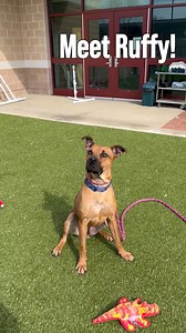 Meet Ruffy! This young, goofy, and downright lovable pup is ready to bring endless joy and adventure into your life. With his big heart and even bigger personality, Ruffy is the kind of dog who will keep you smiling every single day. Not only is he super smart, but he also has a great drive and a love for learning—especially when treats are involved! Whether it’s hiking, exploring new places, or just mastering new tricks, Ruffy is always up for an adventure. As a young dog, Ruffy would thrive in