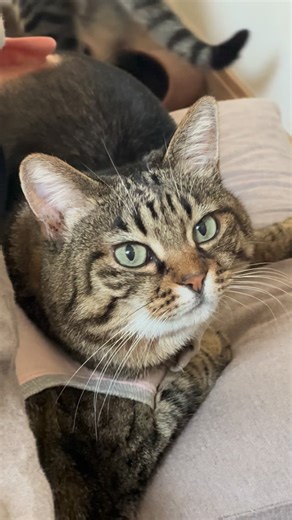 もなか と わらび | . 朝、目覚めて隣をちらっと見たら… 夫の布団で、その豊満なボディを強調するかのようなピチピチしたピンクのネグリジェ姿の女が寝ているではありませんか！ . よく見たら、もなかでした。 . 私の足元には甘えん坊な男の子が転がっていました。 . I woke up this... | Instagram