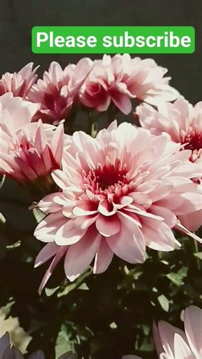 pehla kalma tayab #trending #islamigan #flowers #islamicmusic