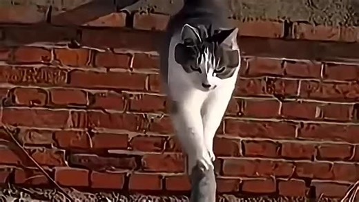 Видео Agent Cat__720x1280 | OK.RU
