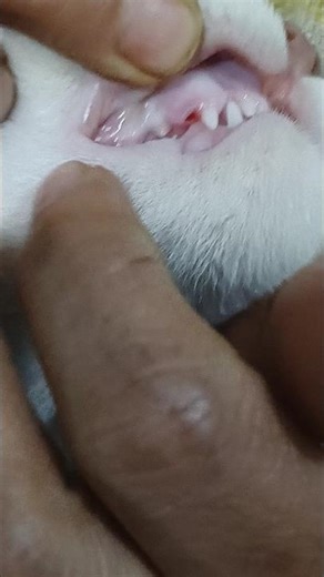 Innocent Simbha🐈❤️ #viral #viralvideo #shorts #shortvideo #trending #youtubeshorts #youtube #funny