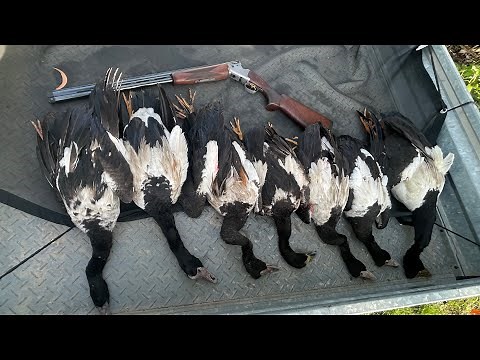 Magpie Goose Hunting: A High-Flying Thrill