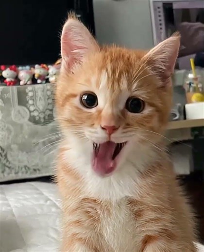 🎤 When your cat hits the high notes better than you do! 😹🐾 #SingingCat #PetComedyCentral