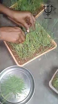 “From soil to superfood 🌱 – this small grass can change your health!”