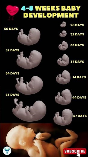 Your Baby at 4–8 Weeks 🤰 | Amazing Fetal Development Week by Week