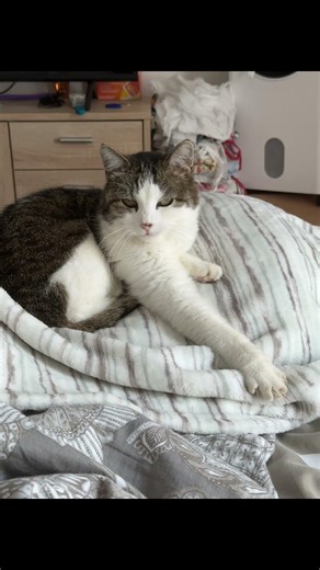 2009-2026 My Baby Girl Cat Tiger #cremation #restinpeace #mybabygirl