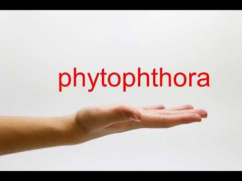 How to Pronounce phytophthora - American English