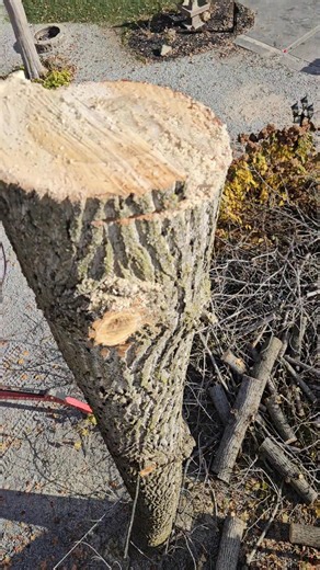 Xylem vasculature processees in action. Amazing! | Broken Oak Tree Service LLC