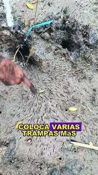 Making traps to catch crabs—every single one yields a massive haul! #fishing #fish #funny #foryou