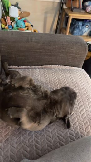 8.3K views · 3.2K reactions | Silly guy  #dumbo | Mustbedumbo | Facebook