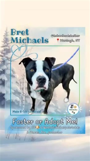 Volunteer on Instagram: "🎬 The Next Episode starts now… Meet Bret Michaels — the calm, affectionate leading man ready for his fresh start. He’s mastered his cues (“sit,” “wait”), walks like a pro on leash, and thrives on human connection. Bret is happiest soaking up love, sharing quiet moments, and being your loyal sidekick. He’s looking for a solo-dog home where he can be the star of the show, and he’d do best with kids 8+ who understand gentle boundaries. What Bret brings to the table? Steady