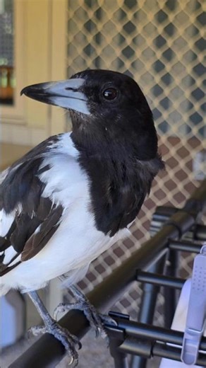 Musical Bird Singing: Bobbie The Butcherbird