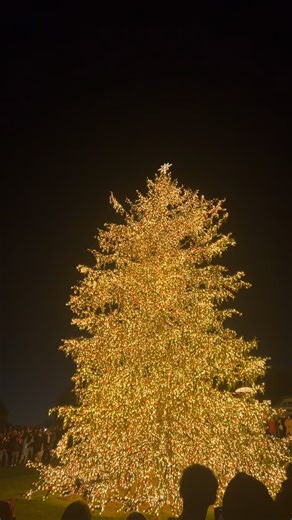 Marist University Honors Program on Instagram: "Tis the season from the Marist University Honors Program!🎄❤️🦊"