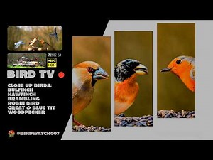 🔴Bird TV: Close up Wild Birds in Nature II 4K HDR #wildbirds #birdfeedercam @birdwatch007