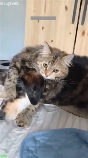 Funniest Cat ❤️ kitten meowing crying 🐈‍⬛ # Episode 8682