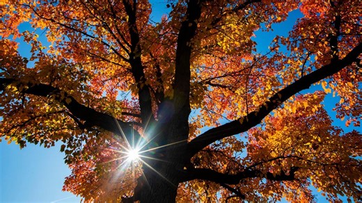 Idaho’s trees are green, but not for long. Here’s when fall foliage will arrive in Boise